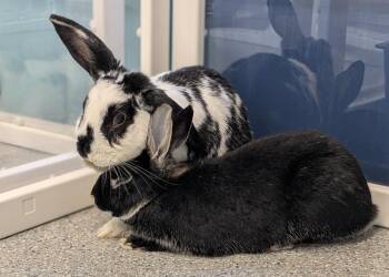 Naveen -  Silver Marten Rabbit for Adoption in Westford, Massachusetts - Naveen | PetCurious