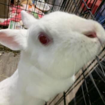Quinton -  New Zealand Rabbit for Adoption in Kennesaw, Georgia - Quinton | PetCurious