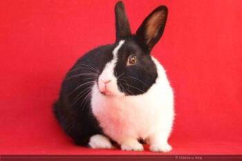 Sieta -  Dutch Rabbit for Adoption in Santa Cruz, California - Sieta | PetCurious