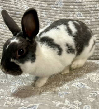 Rescue Bunny Rabbit Rabbits for Adoption in Southaven, Mississippi - Zara | PetCurious
