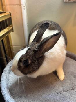 Dutch Rabbits Available for Adoption in Los Angeles, California - Lanai | PetCurious