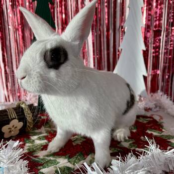 Rescue Bunny Rabbit Rabbits for Adoption in Long Beach, California - Basil | PetCurious