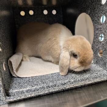 Mackie -  Holland Lop Rabbit for Adoption in Pasadena, California - Mackie | PetCurious