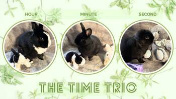 Lop Eared Rabbits Available for Adoption in Saint Charles, Missouri - Hour, Minute, Second  | PetCurious