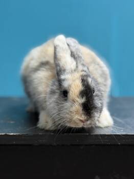 Harley -  Harlequin Rabbit for Adoption in Jefferson, Louisiana - Harley | PetCurious