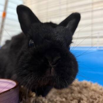Blitz -  Netherland Dwarf Rabbit for Adoption in Newport, North Carolina - Blitz | PetCurious