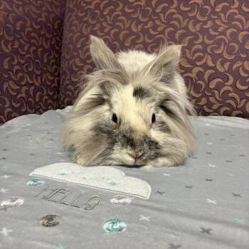 Veruca -  Lionhead Rabbit for Adoption in Gansevoort, New York - Veruca | PetCurious