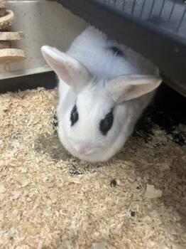 Banditt -  Mini Rex Rabbit for Adoption in Simcoe, Ontario - Banditt | PetCurious