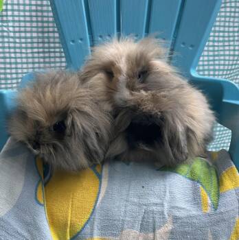 Posh Spice, Sporty Spice, and Scary Spice (boys) -  American Fuzzy Lop Rabbit Available for Adoption in Jefferson, Louisiana - Posh Spice, Sporty Spice, And Scary Spice (boys) | PetCurious