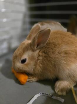 Caramel -  American Rabbit for Adoption in Cincinnati, Ohio - Caramel | PetCurious