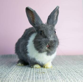 Rayna -  Dutch Rabbit for Adoption in Great Neck Plaza, New York - Rayna | PetCurious