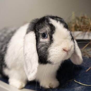 Daphne -  Mini Lop Rabbit for Adoption in Kennesaw, Georgia - Daphne | PetCurious