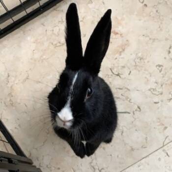Rescue Havana and Dutch Rabbits for Adoption in Miami, Florida - Oreo | PetCurious