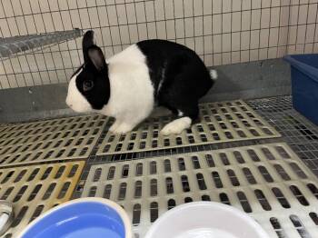 Osie -  Dutch Rabbit for Adoption in Pflugerville, Texas - Osie | PetCurious