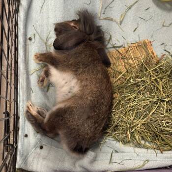 Peanuts -  Lionhead Rabbit for Adoption in Providence, Rhode Island - Peanuts | PetCurious