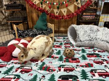 Rescue New Zealand and Rex Rabbits for Adoption in Little Rock, Arkansas - Barbara | PetCurious