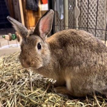 Soarin -  Dutch and Bunny Rabbit Rabbit for Adoption in Kalamazoo, Michigan - Soarin | PetCurious