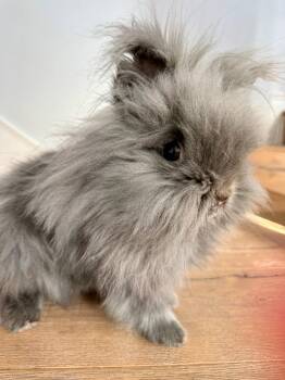Naya -  Lionhead Rabbit for Adoption in Los Angeles, California - Naya | PetCurious