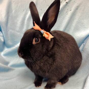 Rescue Havana Rabbits for Adoption in Columbia, Maryland - Ophelia | PetCurious