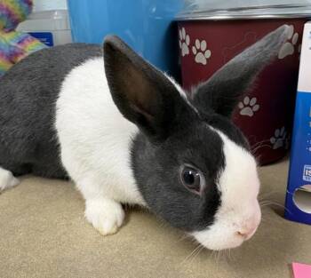 Dutch Rabbits Available for Adoption in Sioux City, Iowa - Cream | PetCurious