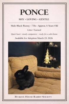 Dwarf Rabbits Available for Adoption - Ponce | PetCurious