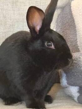 New Zealand Rabbits Available for Adoption in Saint Charles, Missouri - Sneezy  | PetCurious