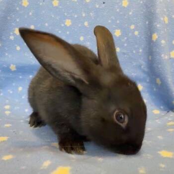 Peanut -  Bunny Rabbit Rabbit for Adoption in Santa Cruz, California - Peanut | PetCurious