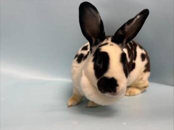 Izzie -  Bunny Rabbit Rabbit for Adoption in Minneapolis, Minnesota - Izzie | PetCurious
