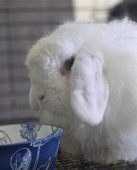 Flopso -  American Fuzzy Lop Rabbit for Adoption in Largo, Florida - Flopso | PetCurious