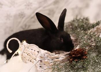 Bunny Rabbit Rabbits Available for Adoption in Westford, Massachusetts - Hay Ride | PetCurious