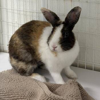 Jazzy -  Lop Eared Rabbit for Adoption in Tampa, Florida - Jazzy | PetCurious