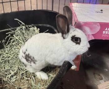Hotot Rabbits Available for Adoption in Washington Mills, New York - Schenectady | PetCurious
