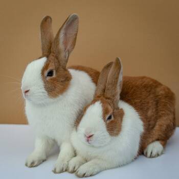 Dutch Rabbits Available for Adoption in Oakland, California - Flan (bonded W/ Trifle) | PetCurious