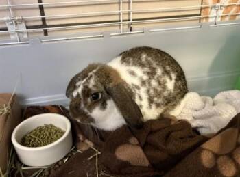 WAFFLES -  Holland Lop Rabbit for Adoption in Fort Wayne, Indiana - WAFFLES | PetCurious