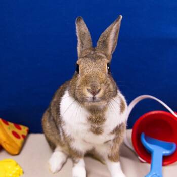 Teddi Bearra -  Dutch Rabbit for Adoption in Wilmington, Delaware - Teddi Bearra | PetCurious