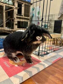 Bunny Rabbit Rabbits Available for Adoption - Ethan & Emilio (bonded Pair) | PetCurious