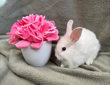 Rescue Lionhead Rabbits for Adoption in Mission Viejo, California - Coconut | PetCurious