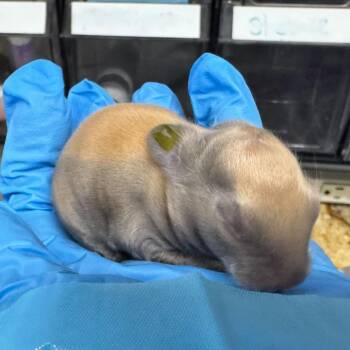 Anthony -  American Sable Rabbit for Adoption in San Diego, California - Anthony | PetCurious