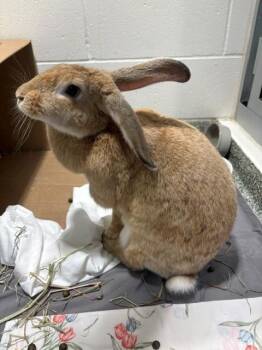 FAWN -  Flemish Giant Rabbit for Adoption in Boston, Massachusetts - FAWN | PetCurious