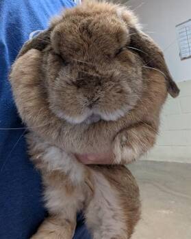 Bunny Rabbit Rabbits Available for Adoption in Camarillo, California - A881117 | PetCurious