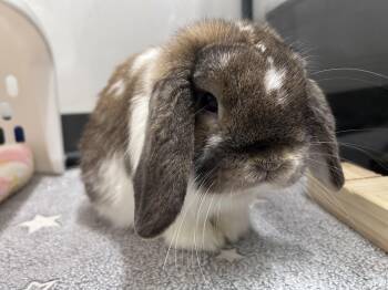 Holland Lop Rabbits Available for Adoption in Omaha, Nebraska - Franklin  | PetCurious