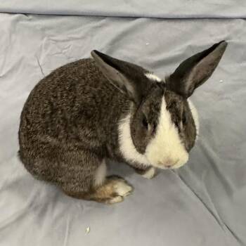 Dutch Rabbits Available for Adoption - Tofu | PetCurious