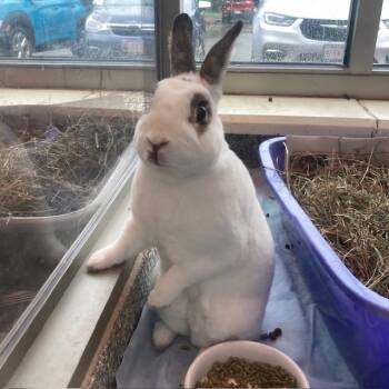 Rescue Hotot Rabbits for Adoption in Boston, Massachusetts - FOREST | PetCurious
