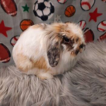 Rescue Lop Eared Rabbits for Adoption in Montclair, California - Hector | PetCurious