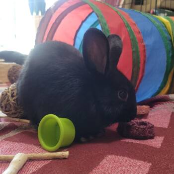 Rescue American and Beveren Rabbits for Adoption in Portland, Oregon - Lira | PetCurious