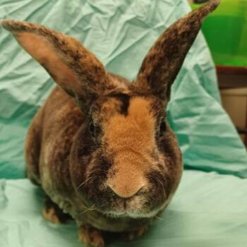 Rex Rabbits Available for Adoption in Evansville, Indiana - Pepperidge Farm | PetCurious