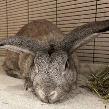 Hoptimus Prime -  French Lop Rabbit for Adoption in Gloucester, Virginia - Hoptimus Prime | PetCurious