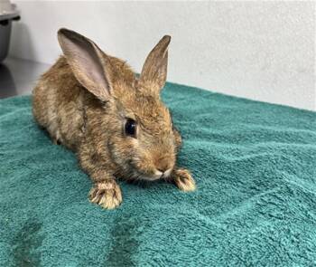 MOCHA -  Bunny Rabbit Rabbit for Adoption in Camarillo, California - MOCHA | PetCurious