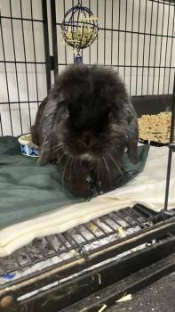 Acorn -  Holland Lop and Dutch Rabbit for Adoption in East Brookfield, Massachusetts - Acorn | PetCurious