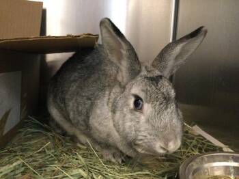 Bunny Rabbit Rabbits Available for Adoption in Thousand Palms, California - PEPPER | PetCurious